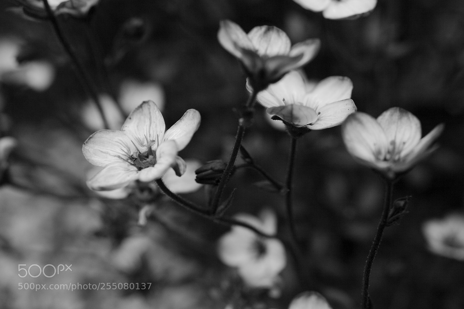 Canon EOS 5D Mark II sample photo. Flowers photography