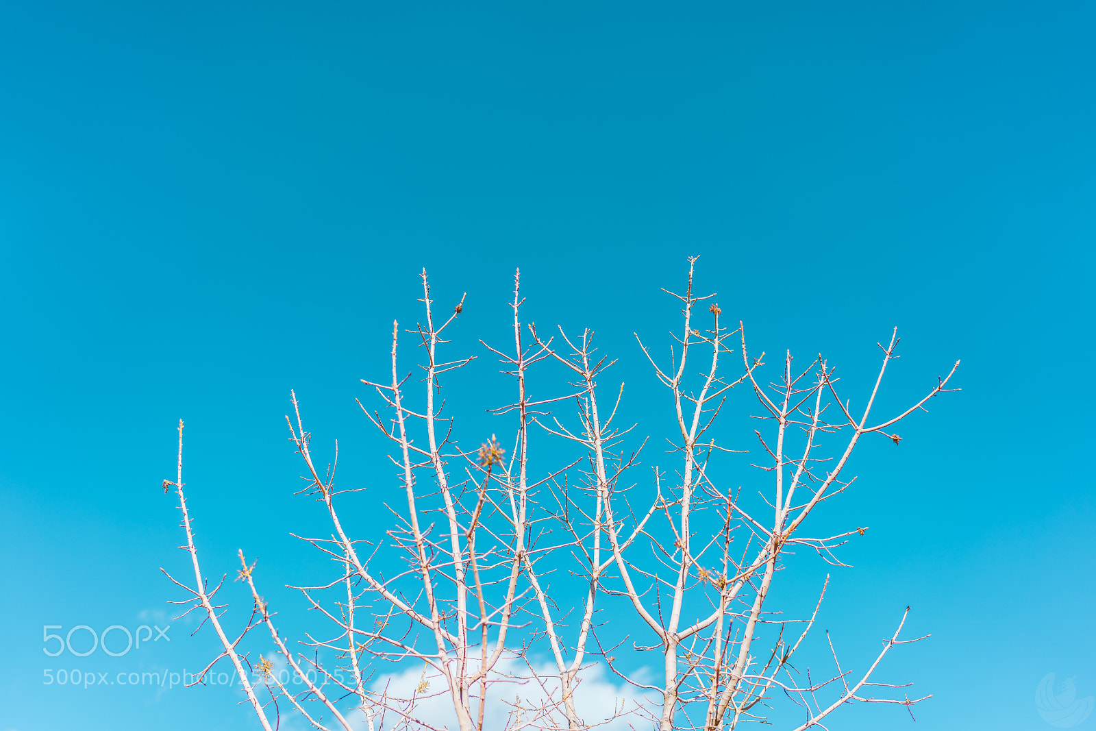 Sony a7R II sample photo. White and blues photography