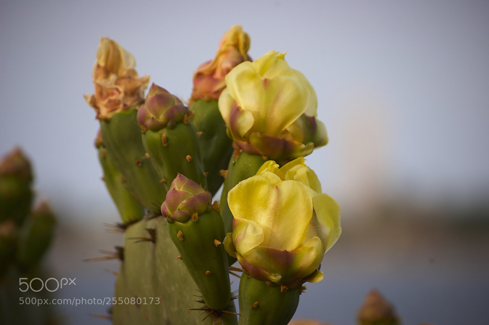 Nikon D40 sample photo. Nopales junto al rio photography
