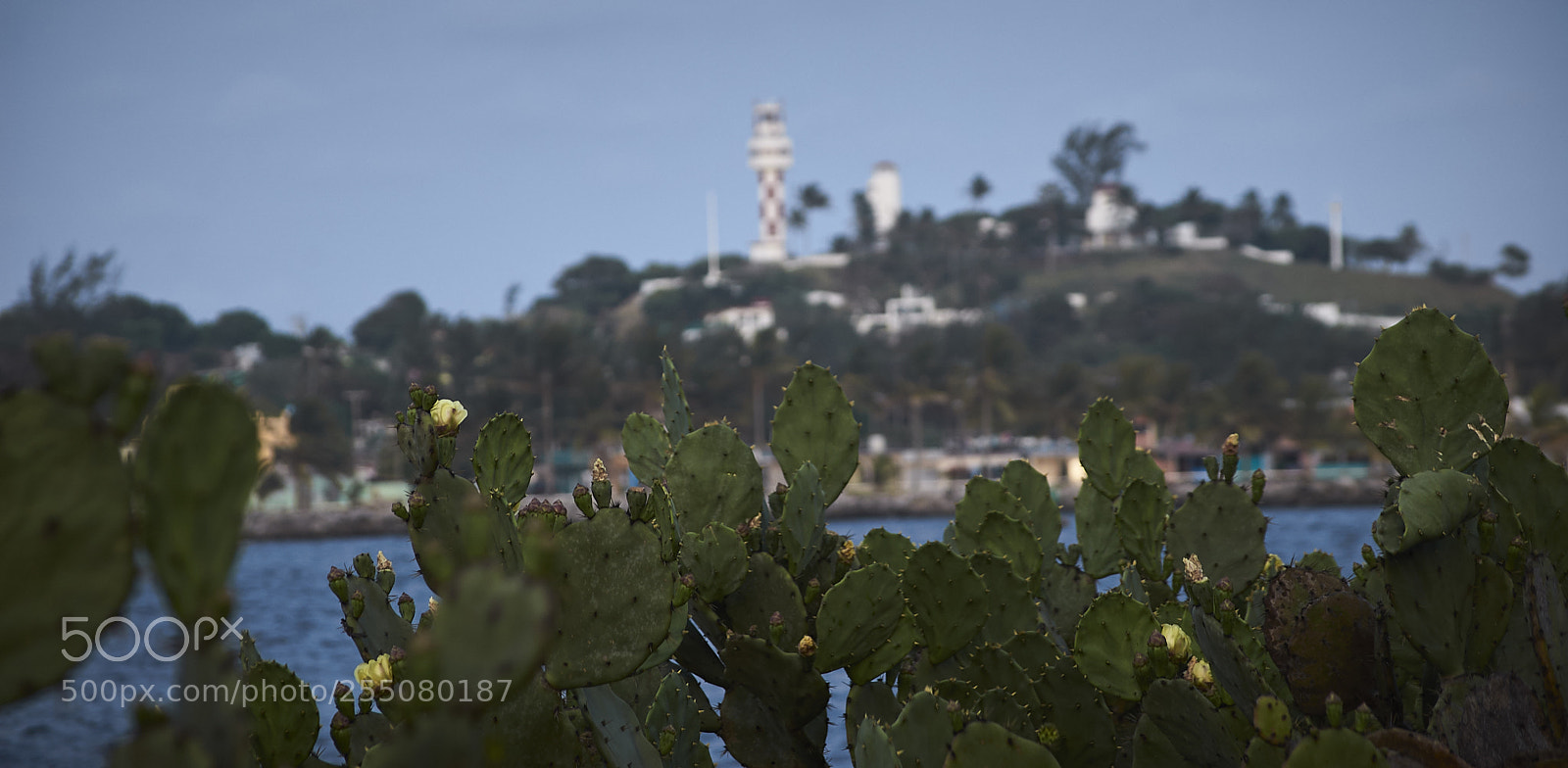 Nikon D40 sample photo. Nopales junto al rio photography