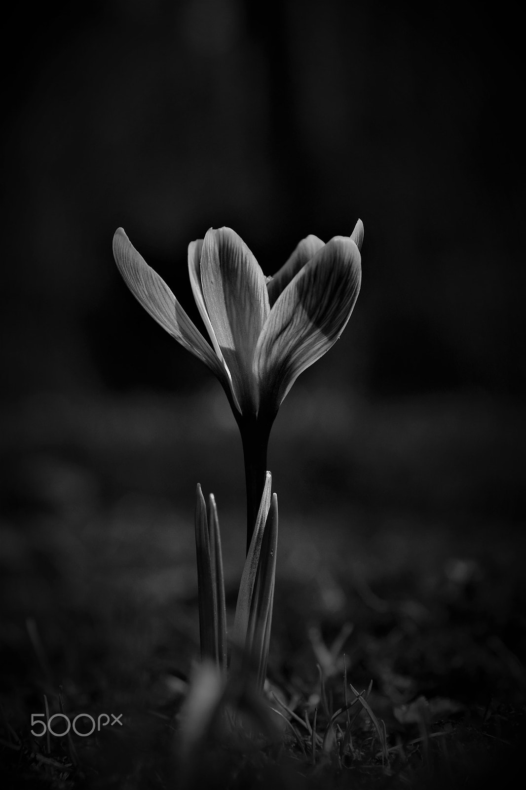 Sigma 18-250mm F3.5-6.3 DC Macro OS HSM sample photo. Spring photography