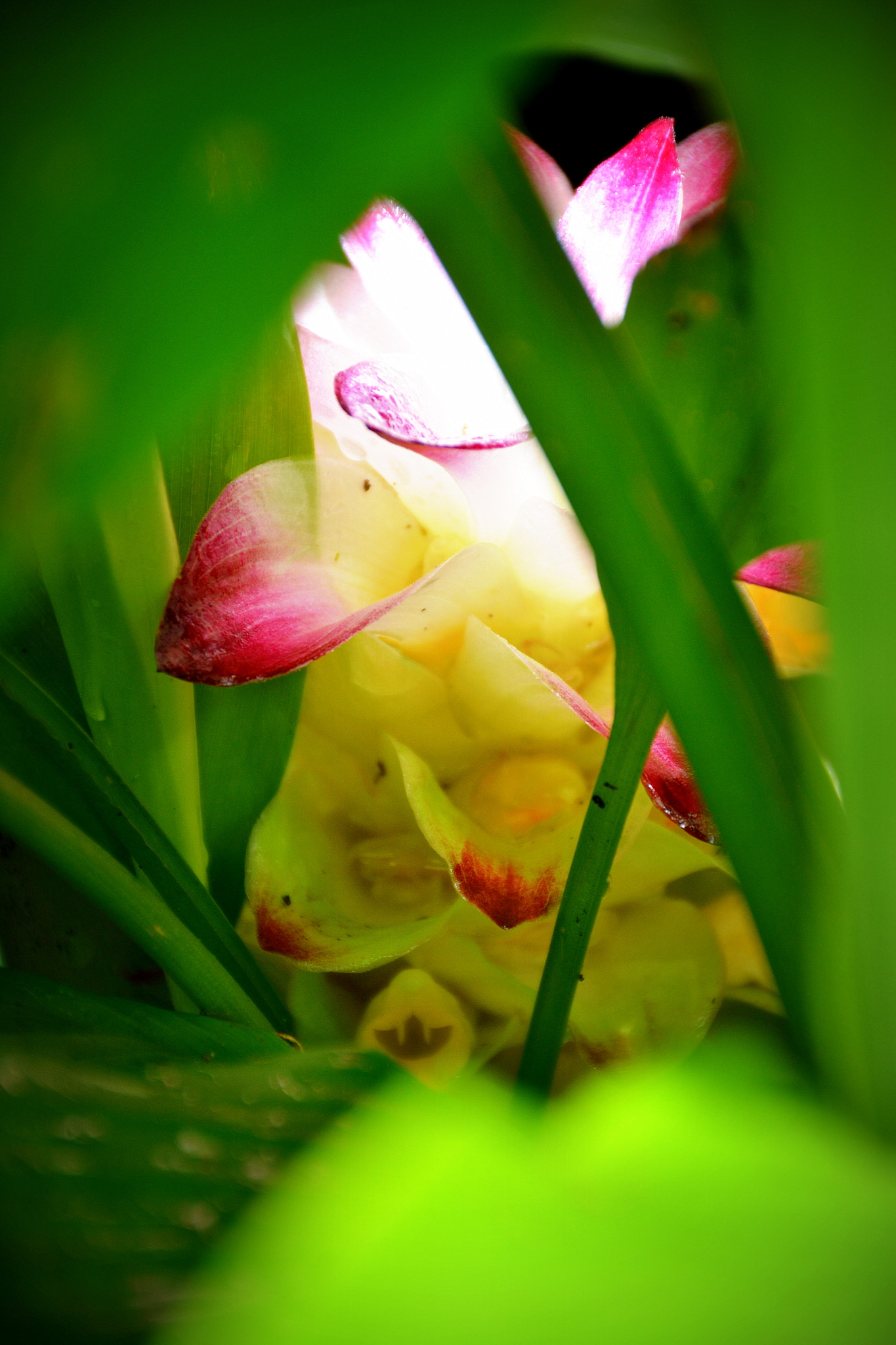 Nikon D3100 + Nikon AF-S DX Nikkor 18-140mm F3.5-5.6G ED VR sample photo. Nested between the greens...#beautifulflowers #rainyday #dreyshotsimaging #dreyshots photography