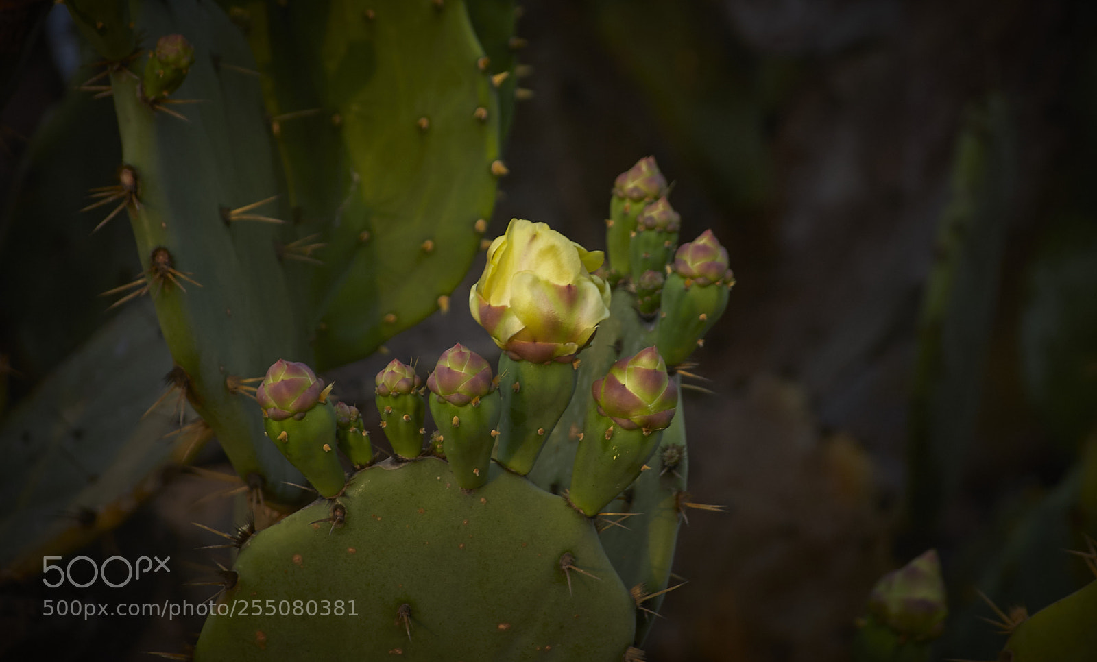 Nikon D40 sample photo. Nopales junto al rio photography