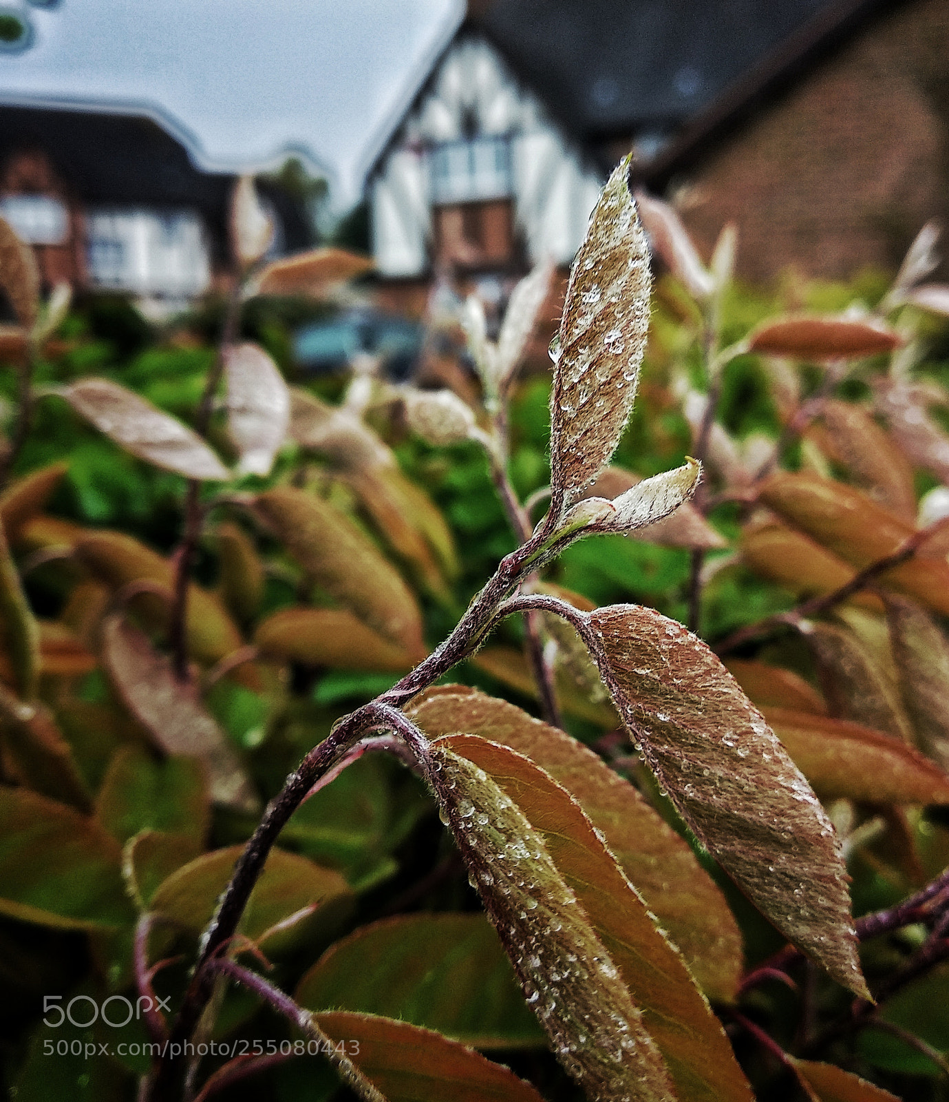 Xiaomi Mi A1 sample photo. Untitled photography