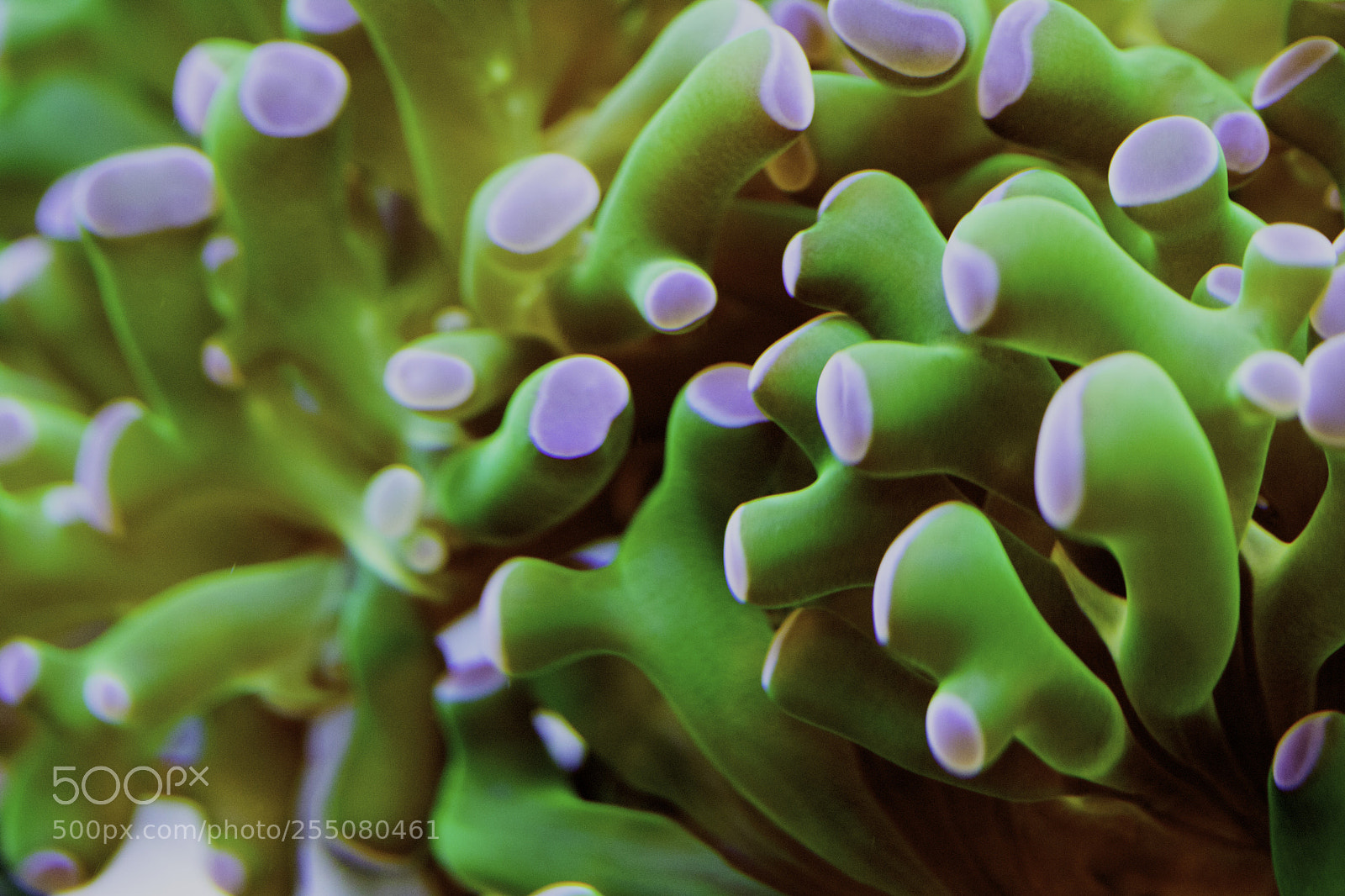 Canon EOS 760D (EOS Rebel T6s / EOS 8000D) sample photo. Frogspawn logo photography