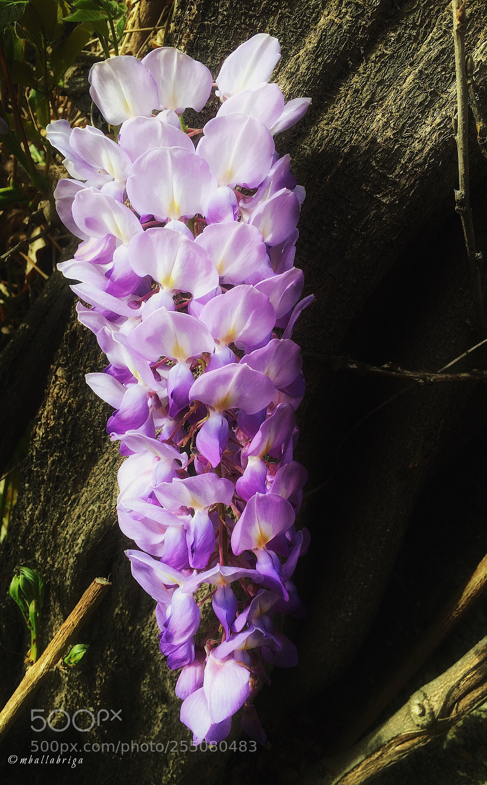 Apple iPhone 6s sample photo. Spring photography