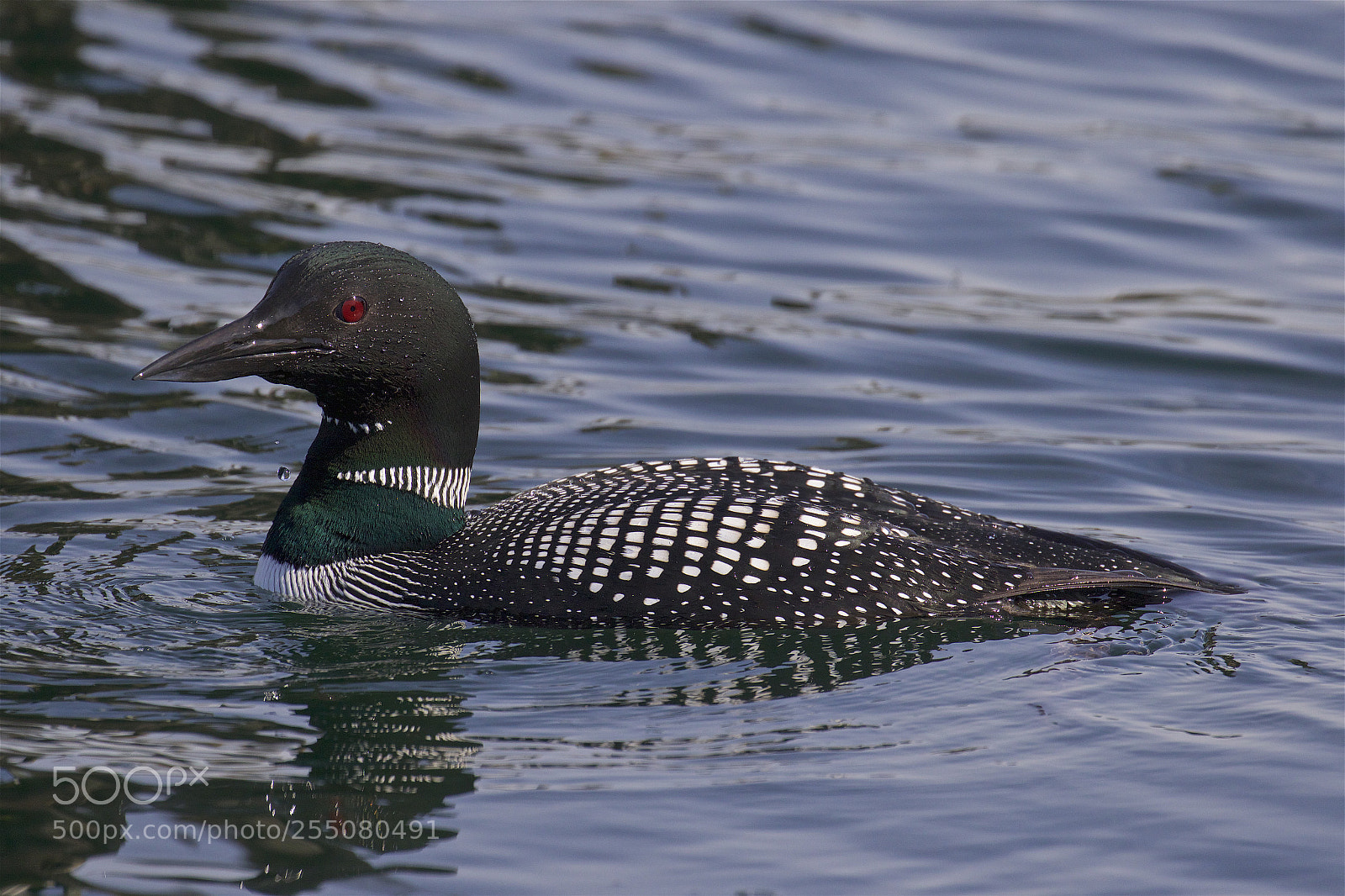 Canon EOS 7D Mark II sample photo. A common loon photography