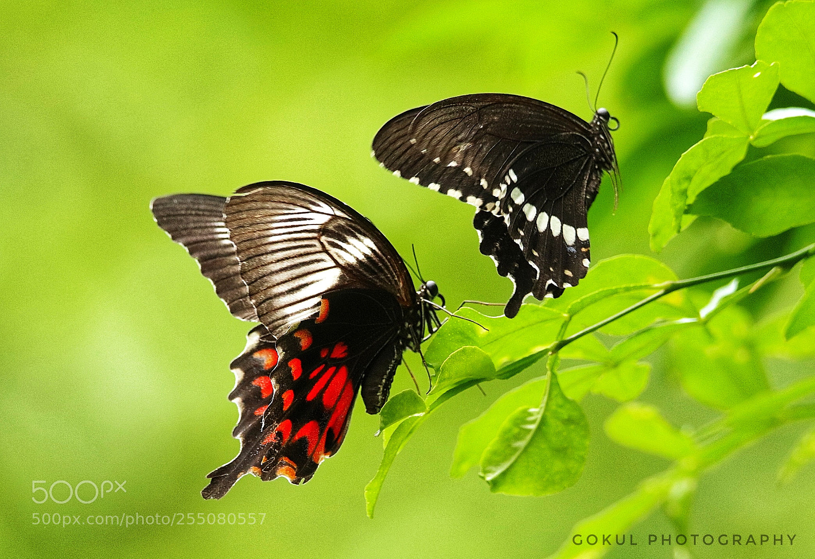 Canon EOS 77D (EOS 9000D / EOS 770D) sample photo. Untitled photography