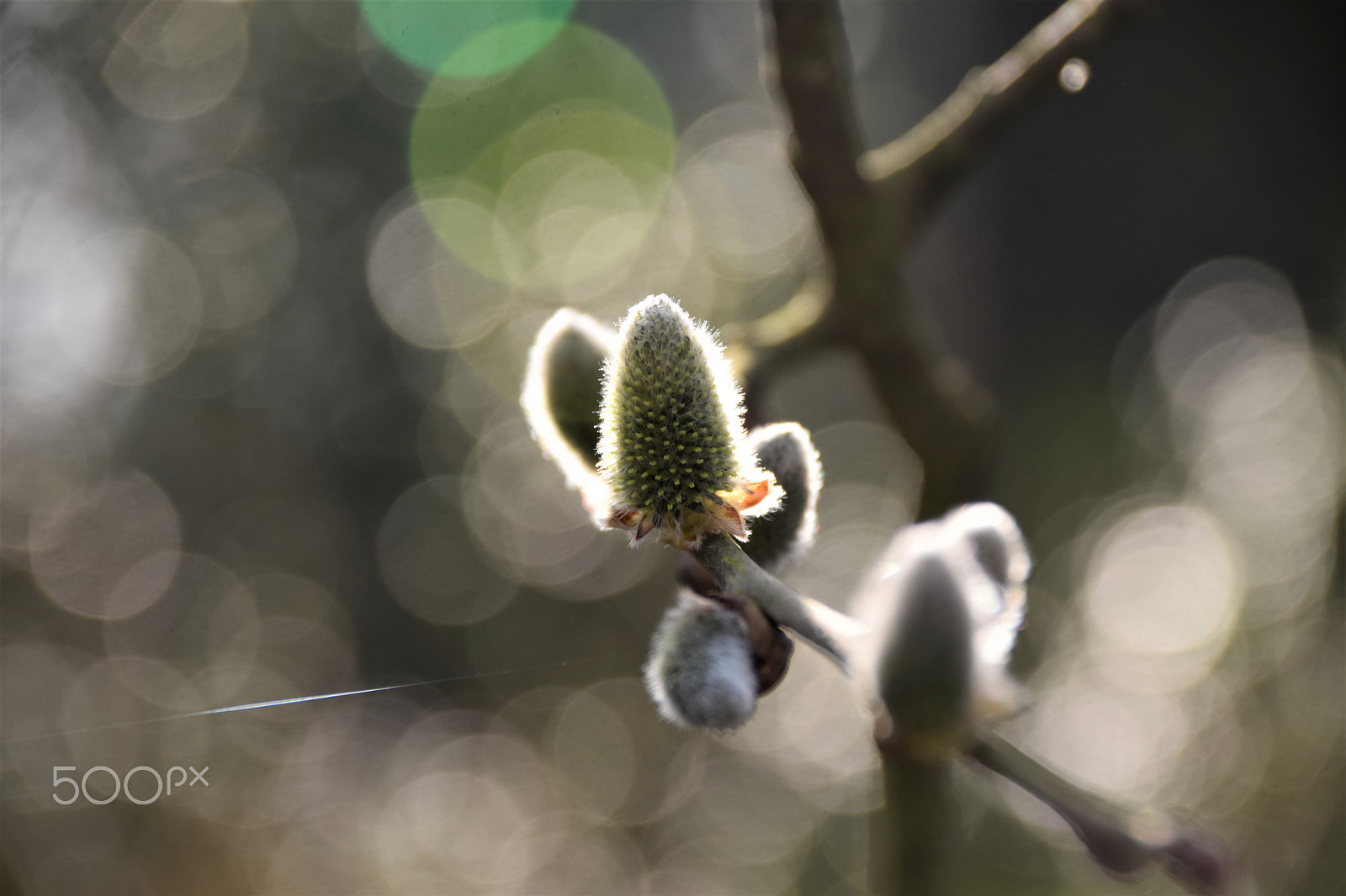 Sigma 18-250mm F3.5-6.3 DC Macro OS HSM sample photo. Spring photography