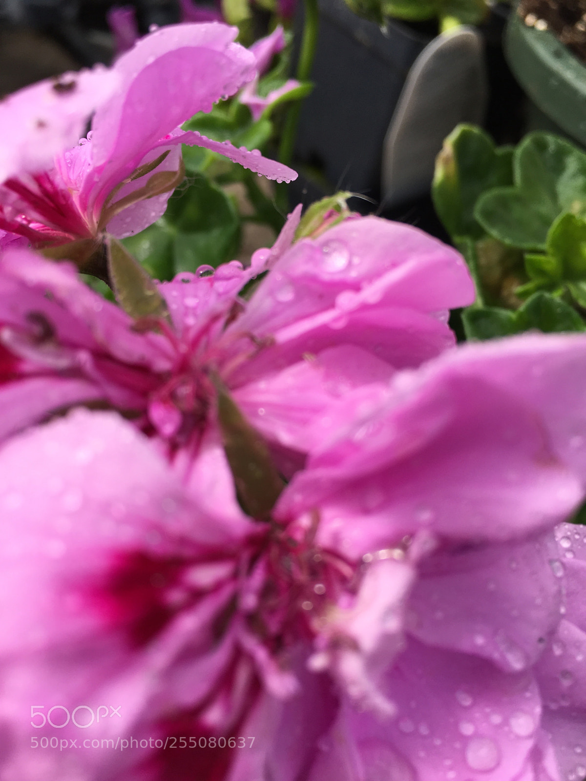 Apple iPhone 6s sample photo. Untitled photography