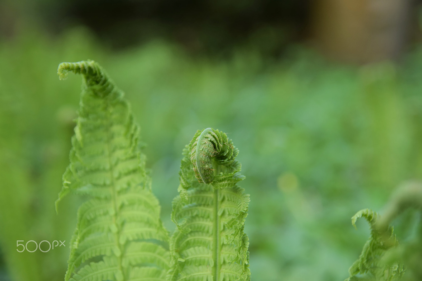 Nikon D5300 sample photo. Green love photography