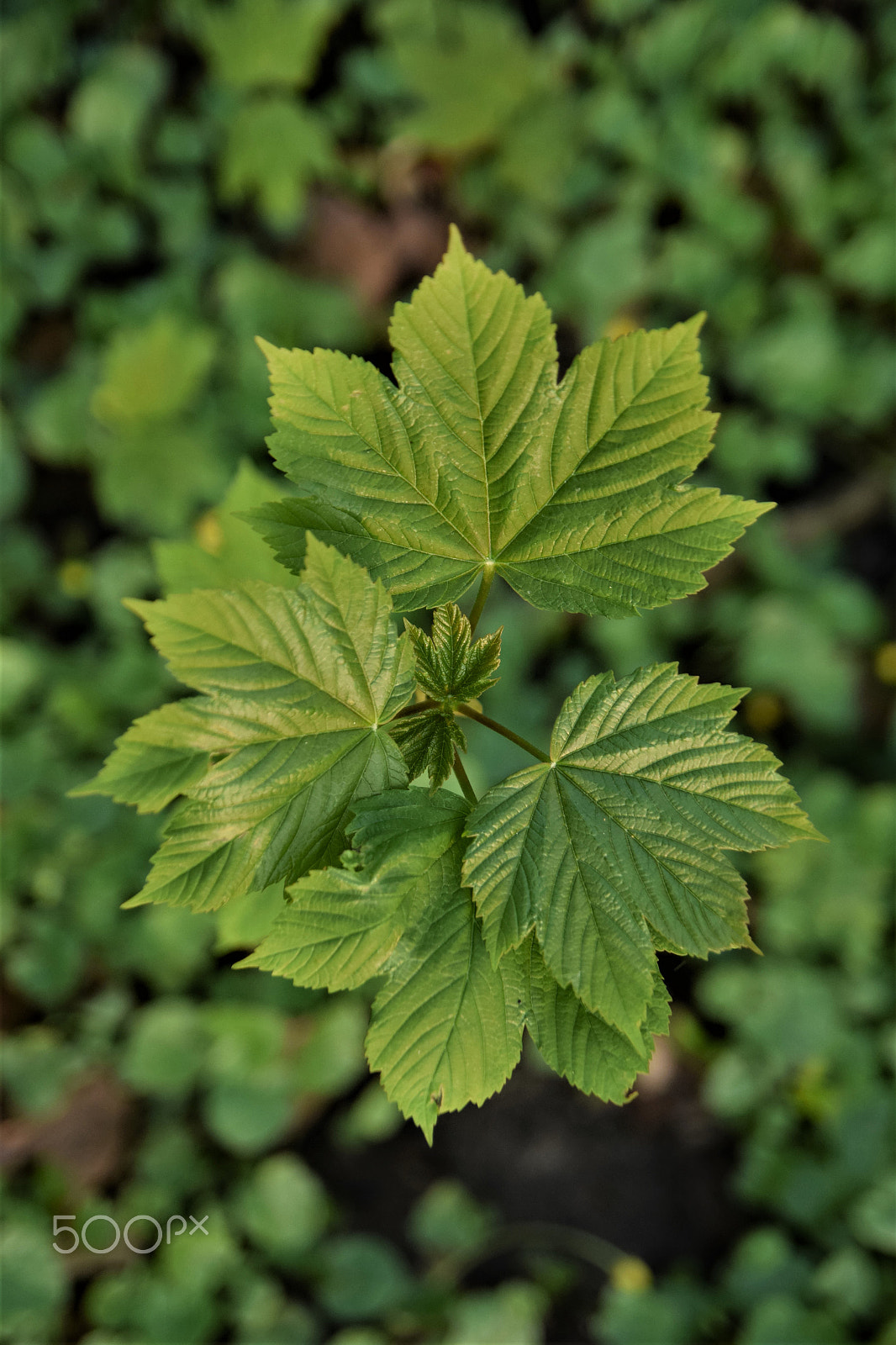 Nikon D5300 sample photo. Green love photography