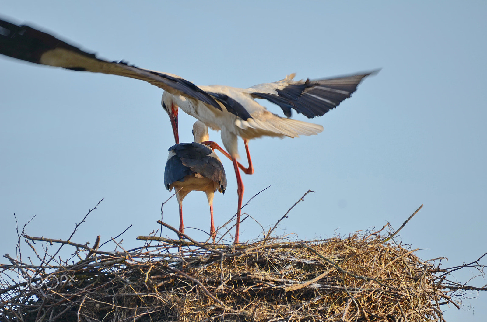 Nikon AF-S Nikkor 200-500mm F5.6E ED VR sample photo. Foreplay photography
