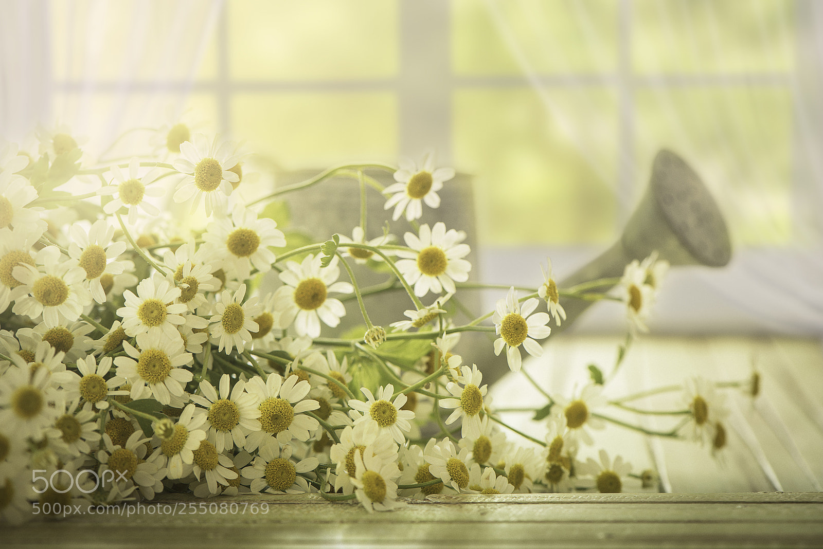 Nikon D600 sample photo. Sunny spring photography