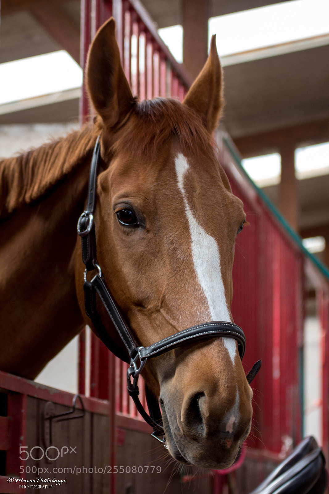 Canon EOS 700D (EOS Rebel T5i / EOS Kiss X7i) sample photo. Il cavallo photography