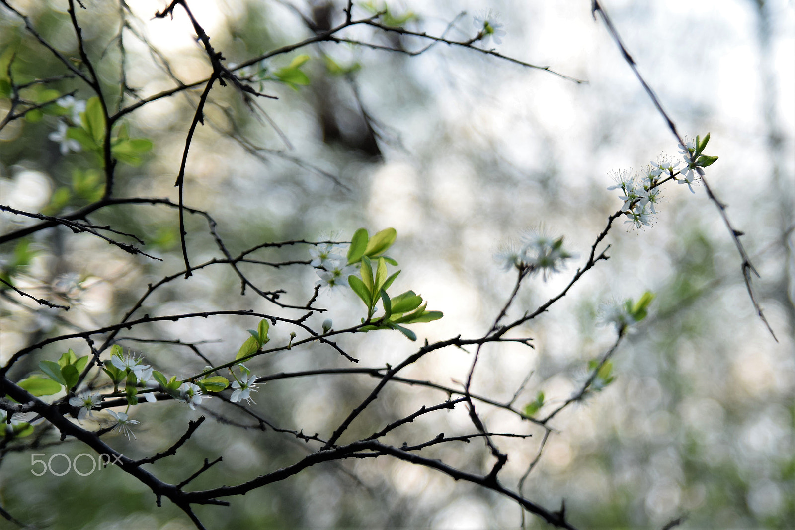 Nikon D5300 sample photo. Floral photography