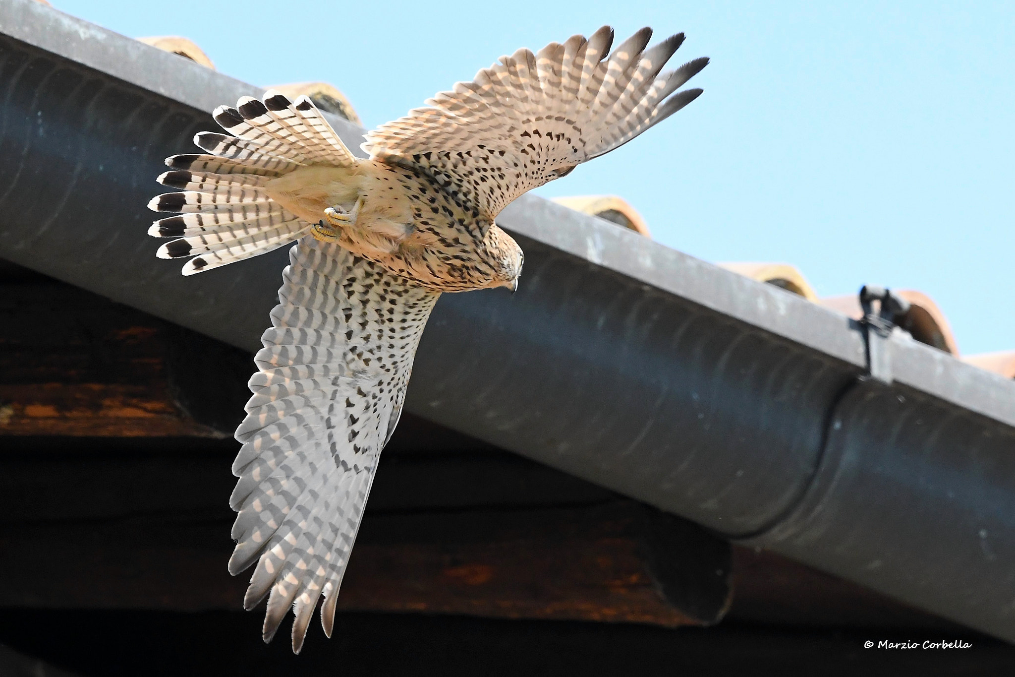 Nikon AF-S Nikkor 500mm F4E FL ED VR sample photo. Flying lace photography