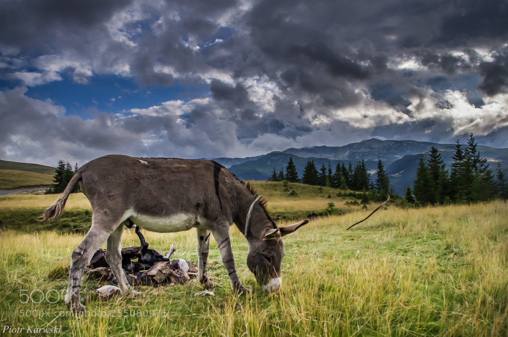Pentax K-r sample photo. Carpathian polonium photography
