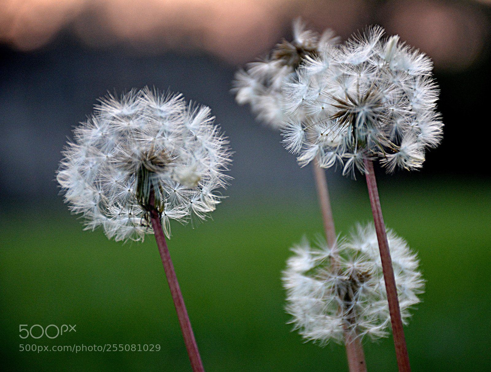 Nikon D5200 sample photo. Dandelion photography