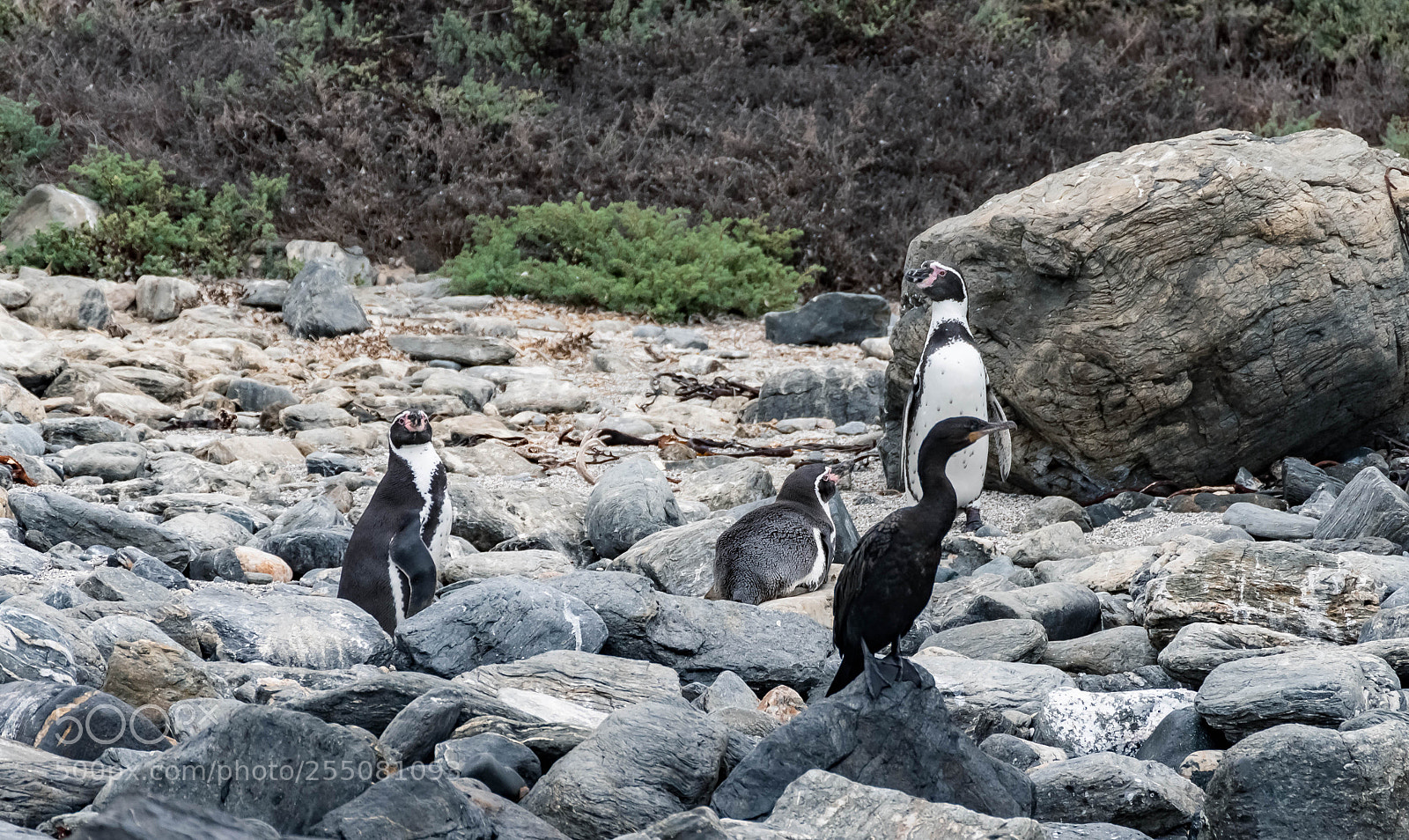 Pentax K-1 sample photo. Pinguins from chile photography