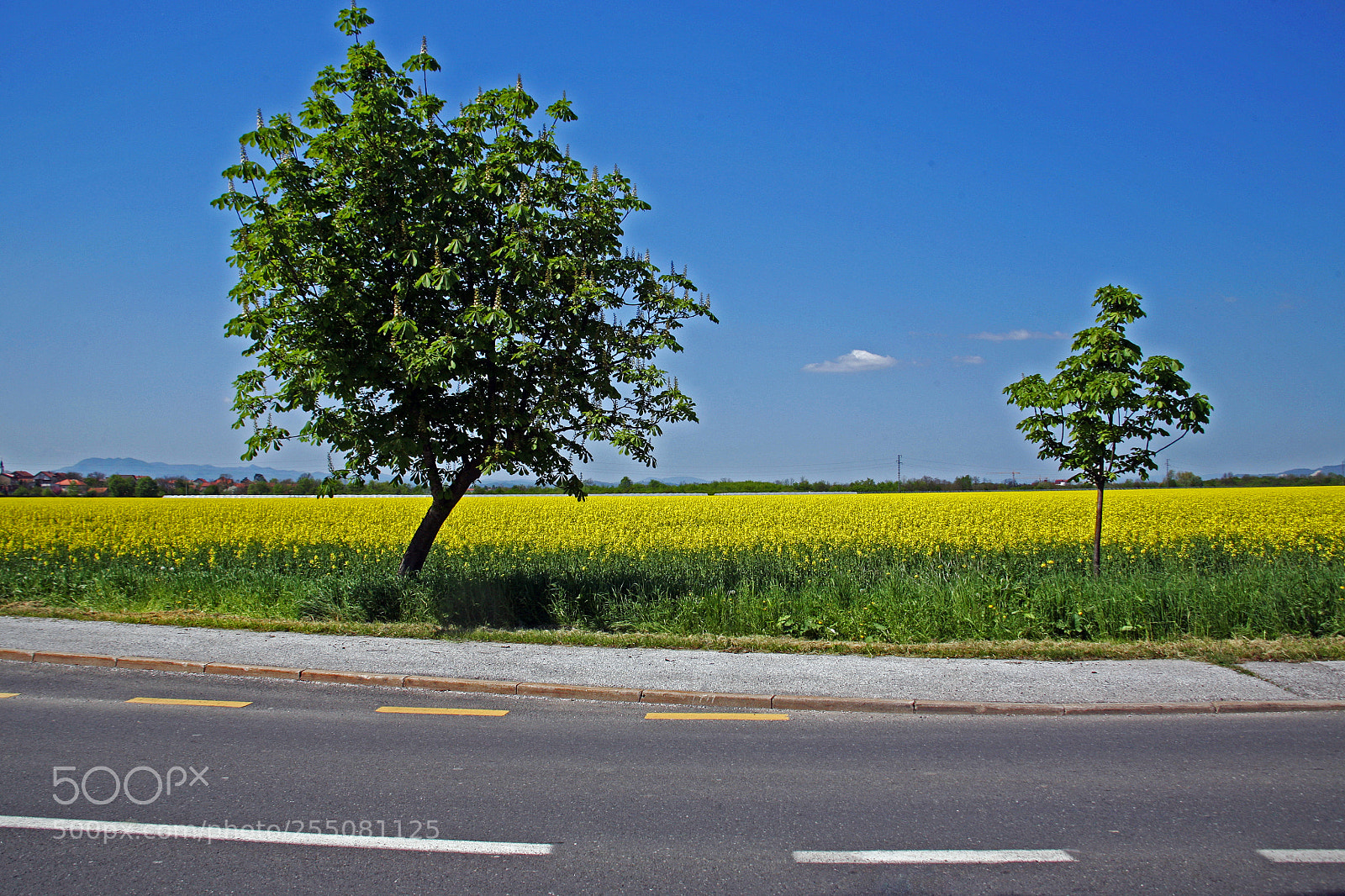 Canon EOS 5D sample photo. Rapeseed field in bloom,croatia,5 photography