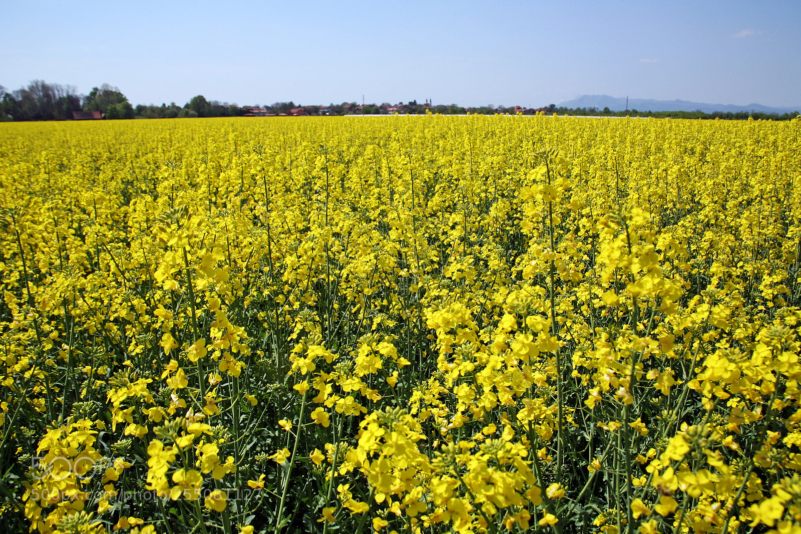 Canon EOS 5D sample photo. Rapeseed field in bloom,croatia,9 photography