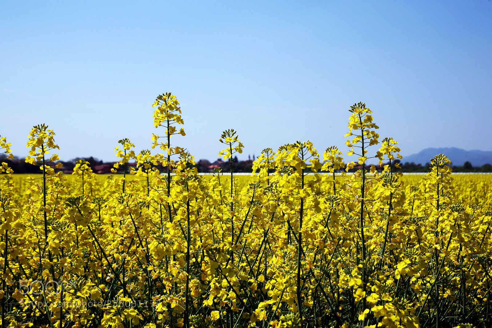 Canon EOS 5D sample photo. Rapeseed field in bloom,croatia,12 photography