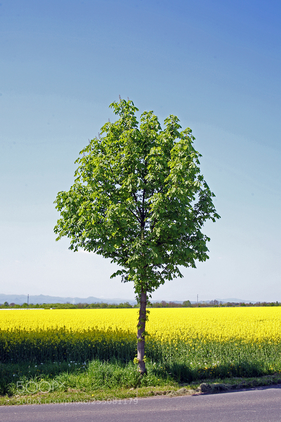 Canon EOS 5D sample photo. Rapeseed field in bloom,croatia,14 photography