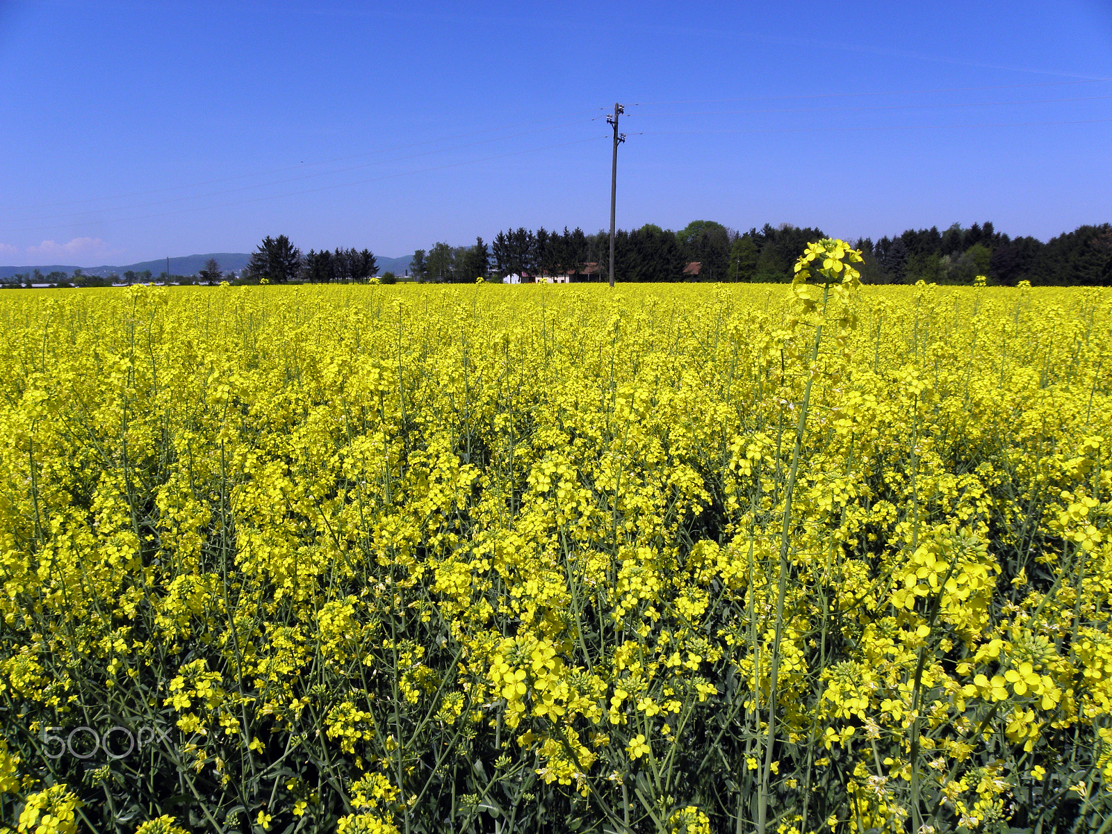 Olympus SP590UZ sample photo. Rapeseed field in bloom,croatia,21 photography