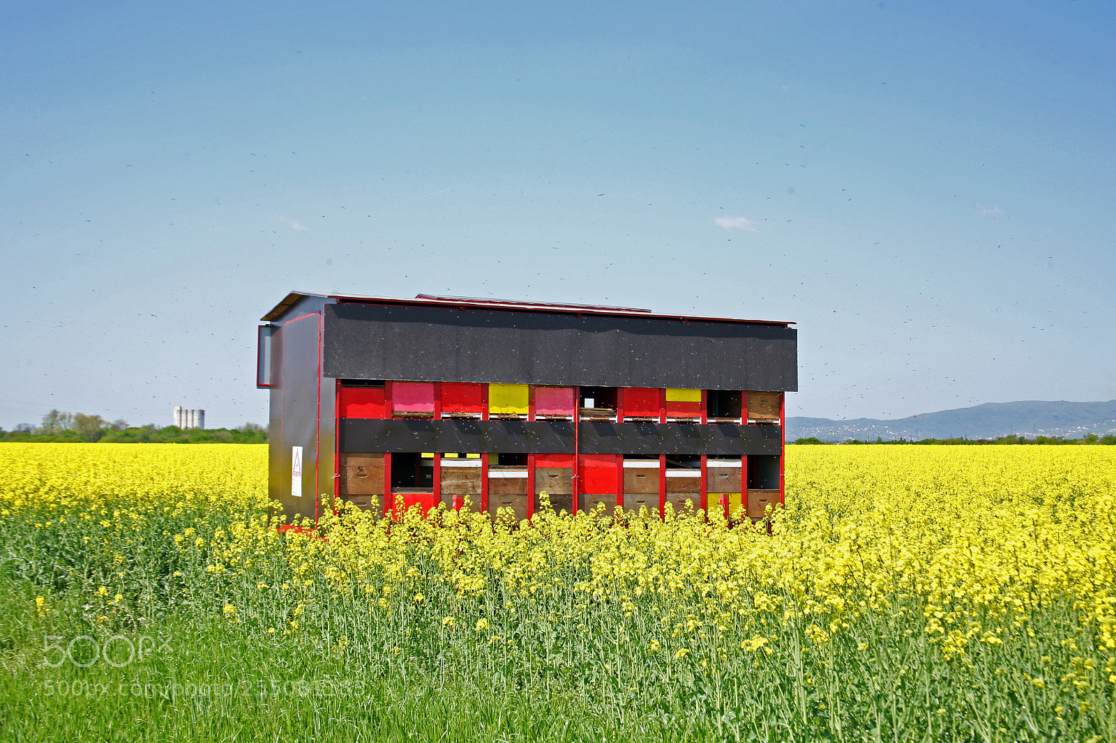 Canon EOS 5D sample photo. Rapeseed field in bloom,croatia,17 photography