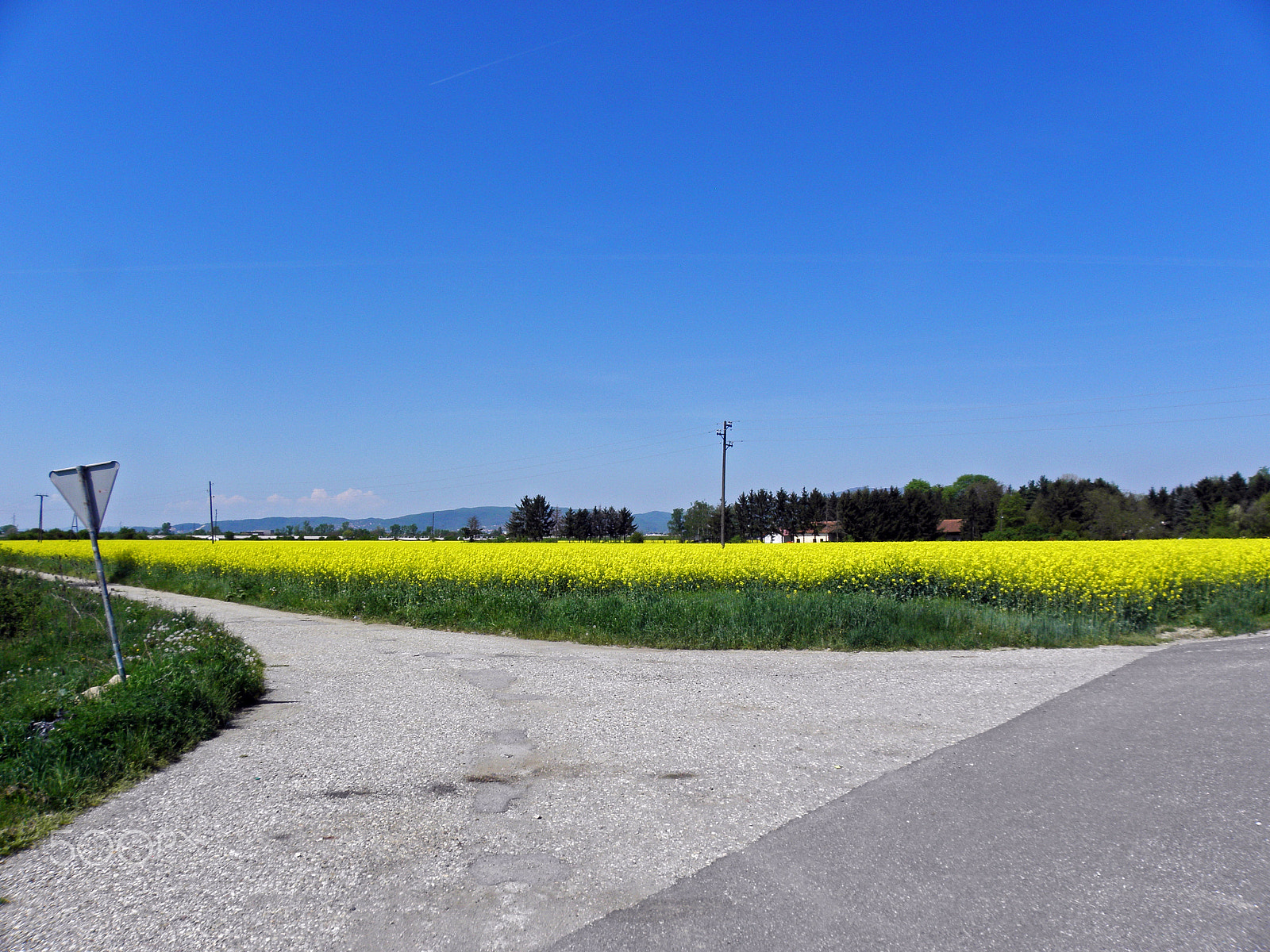 Olympus SP590UZ sample photo. Rapeseed field in bloom,croatia,24 photography