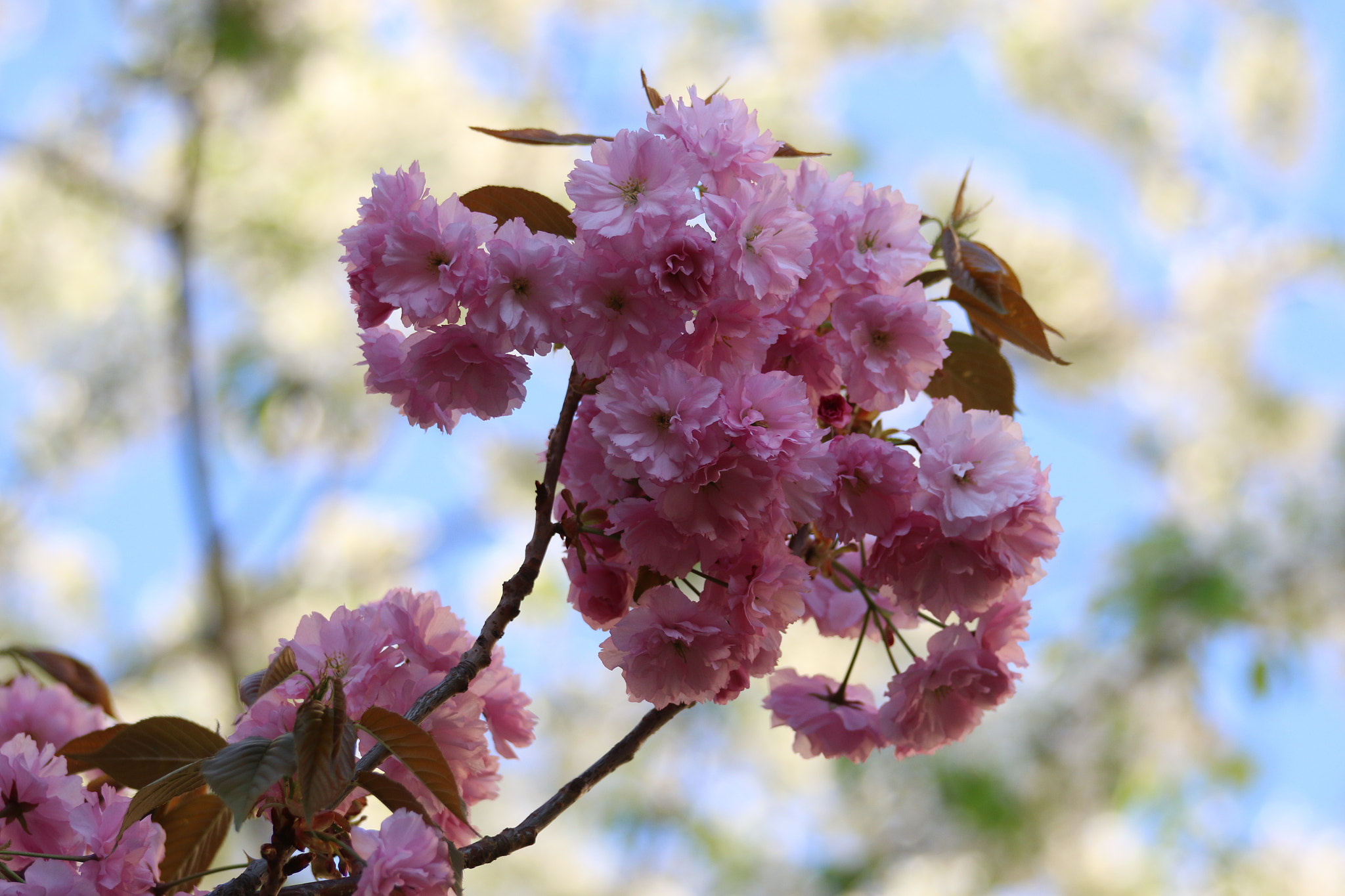 Canon EOS 70D sample photo. Img photography