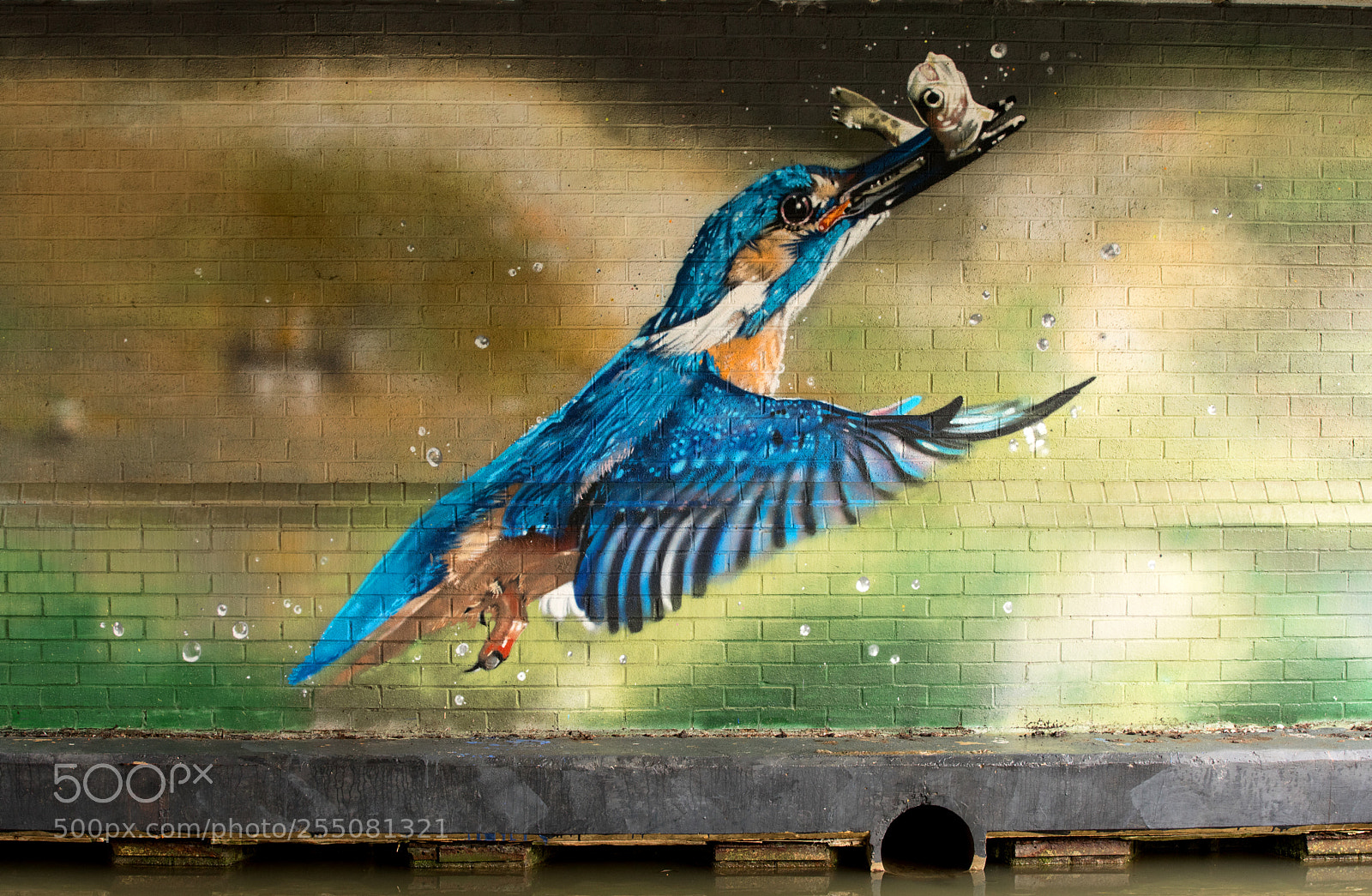 Canon EOS 5D Mark IV sample photo. Kingfisher art, oxford. photography