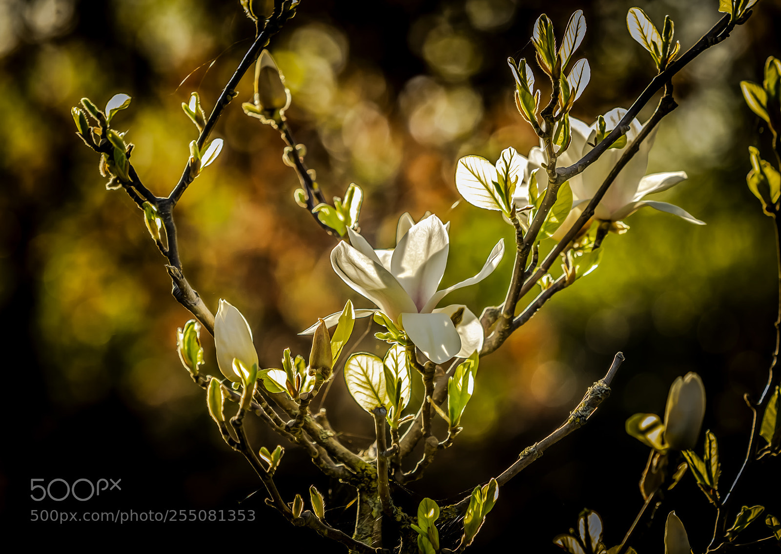 Olympus OM-D E-M1 sample photo. Springtime iii photography