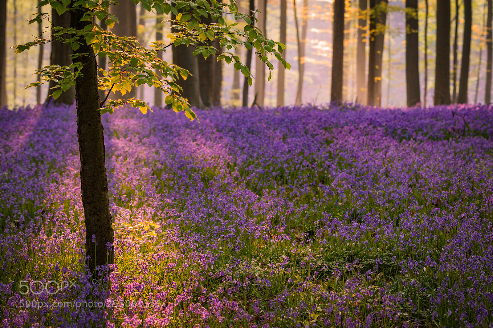 Canon EOS 7D Mark II sample photo. Purple sunrise photography