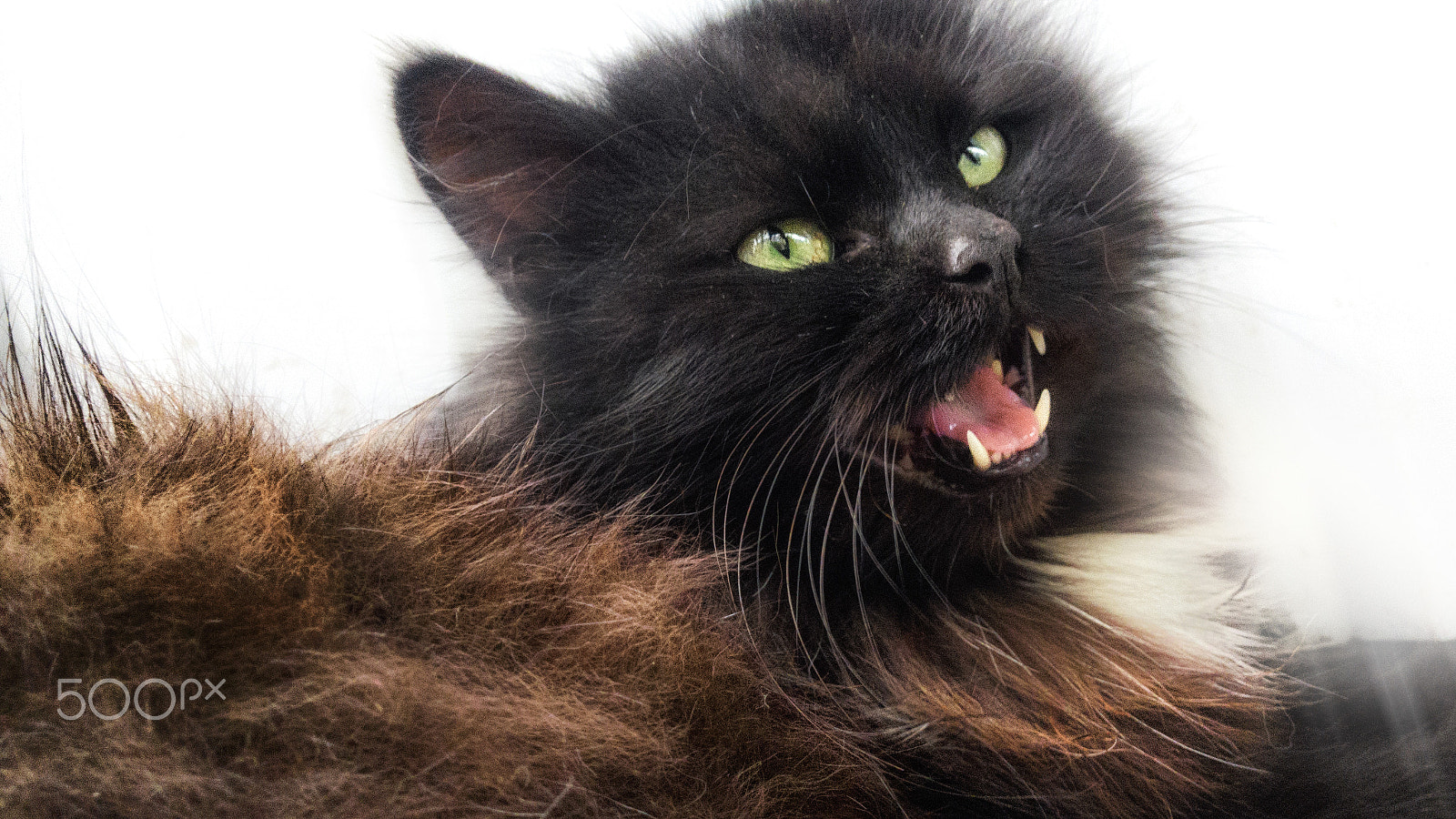 Nokia Lumia 1520 sample photo. Cat photography