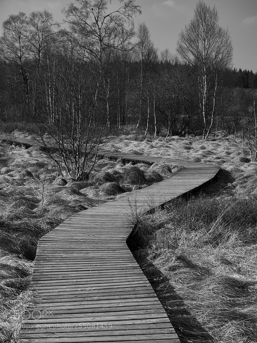 Panasonic Lumix DMC-GX8 sample photo. The way ... photography