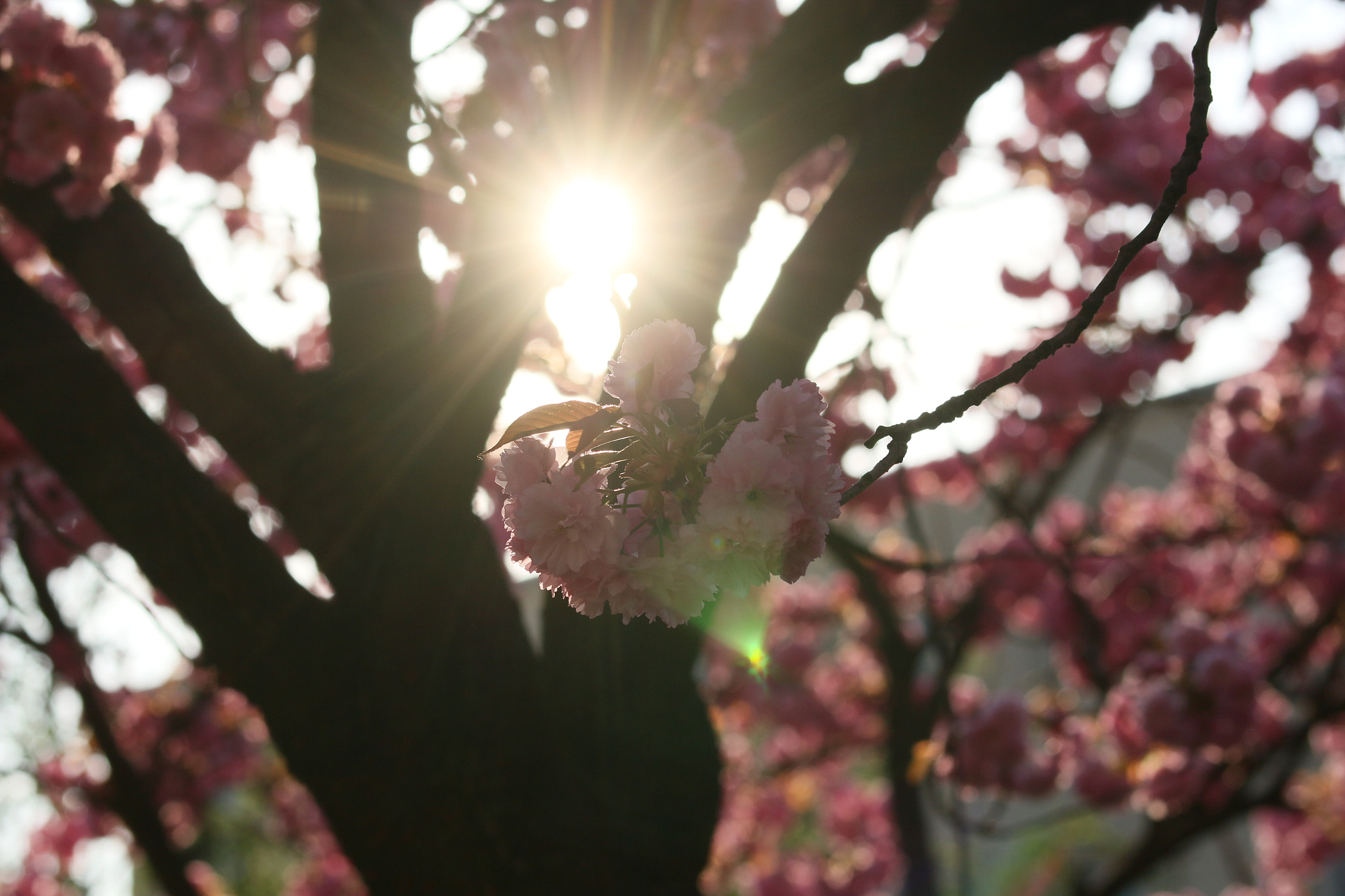 Canon EOS 70D sample photo. Img photography
