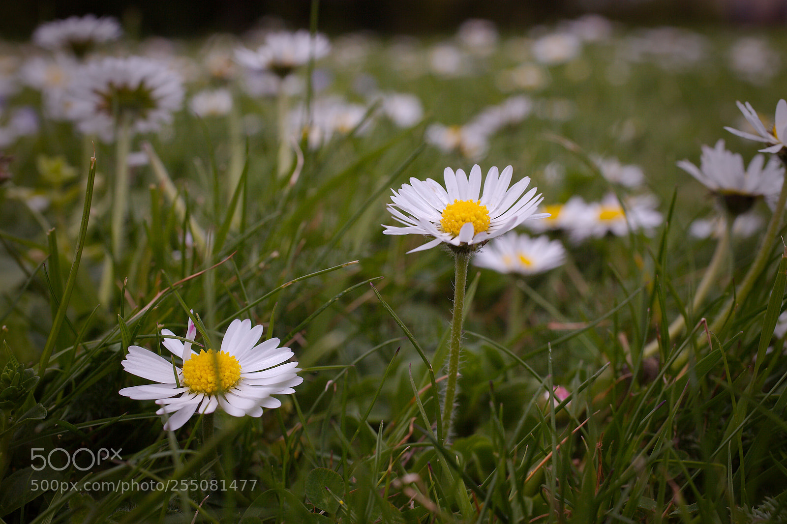 Canon EOS 5D Mark II sample photo. Field of daisies photography