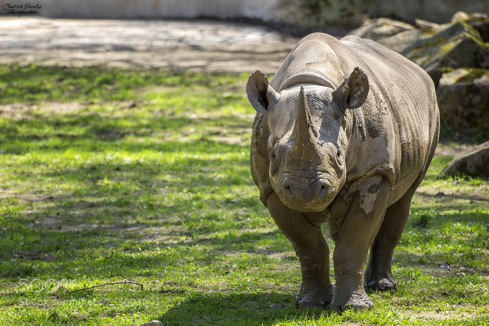Canon EOS 100D (EOS Rebel SL1 / EOS Kiss X7) sample photo. Black rhinoceros / diceros bicornis photography
