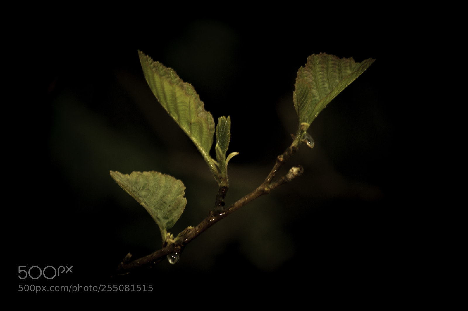 Nikon D5000 sample photo. Spring leaf in the photography