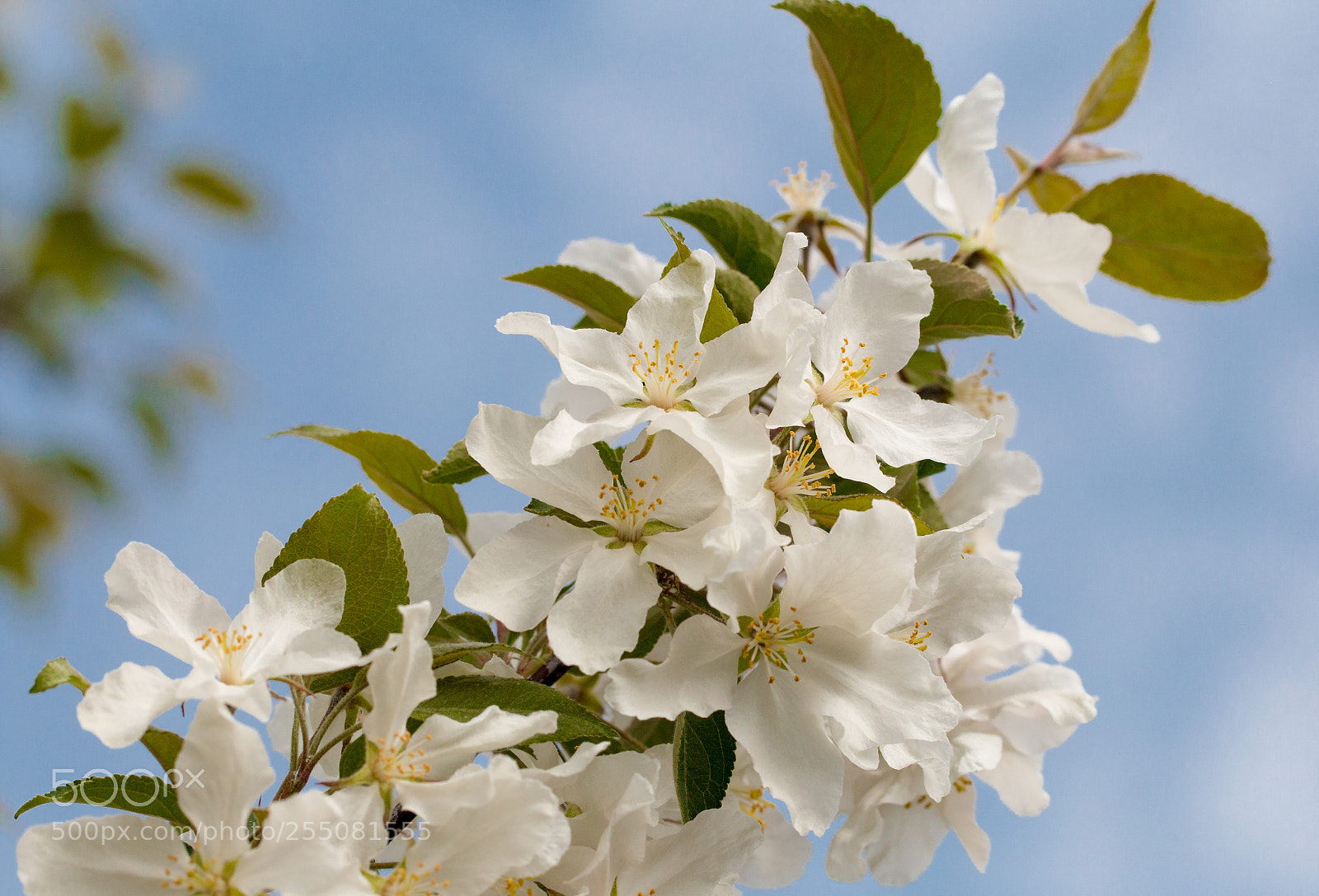 Canon EOS 70D sample photo. ***white blossom dream*** photography