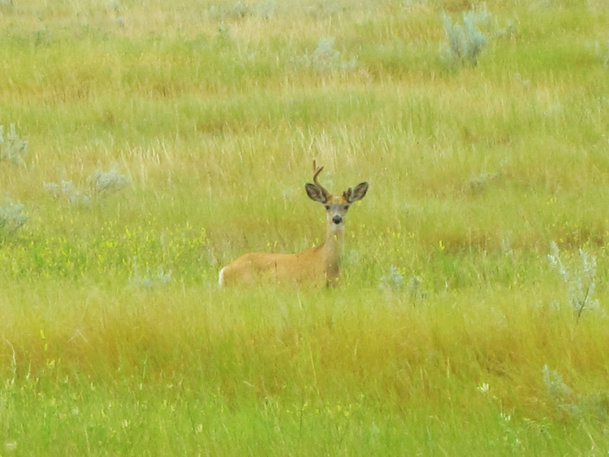 Canon PowerShot ELPH 100 HS (IXUS 115 HS / IXY 210F) sample photo. One horn photography