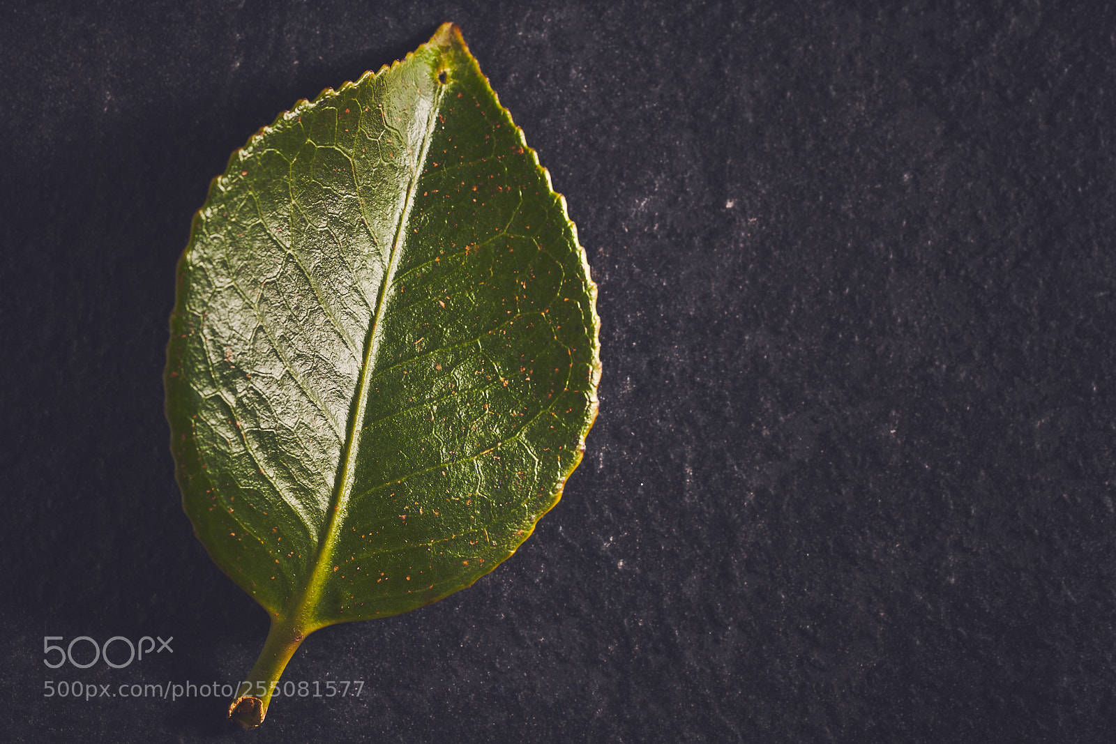 Sony a7R III sample photo. Day one hundred & fourteen photography