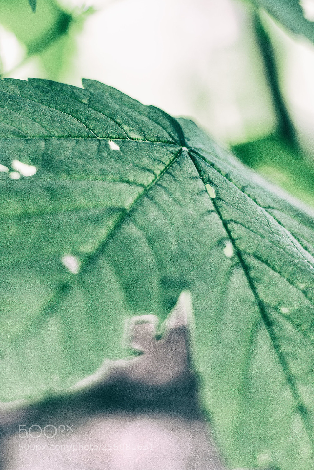 Canon EOS 70D sample photo. Close up photography