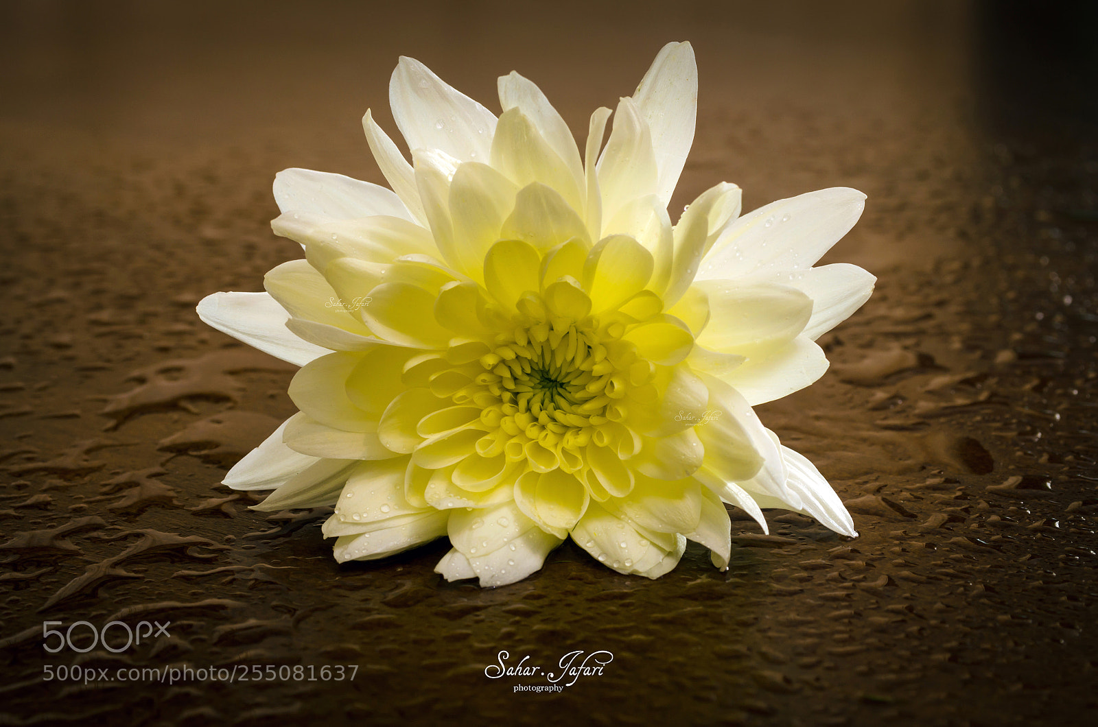 Nikon D5100 sample photo. The flower photography