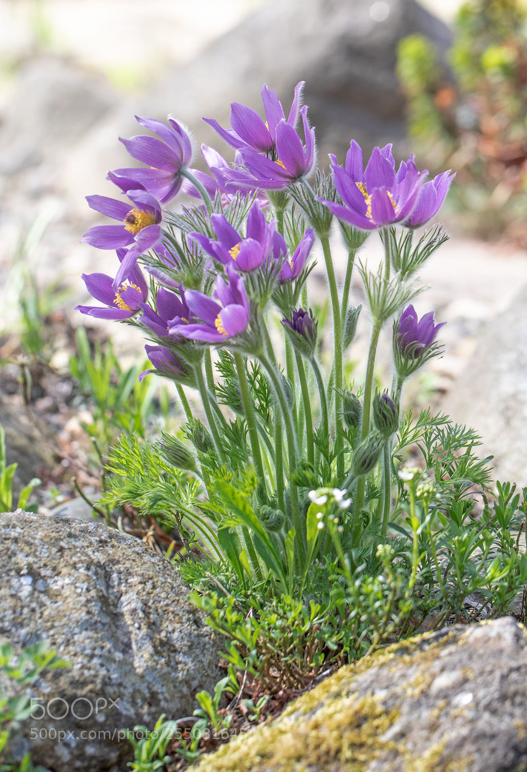 Canon EOS 5D Mark IV sample photo. Pulsatilla vulgaris, photography
