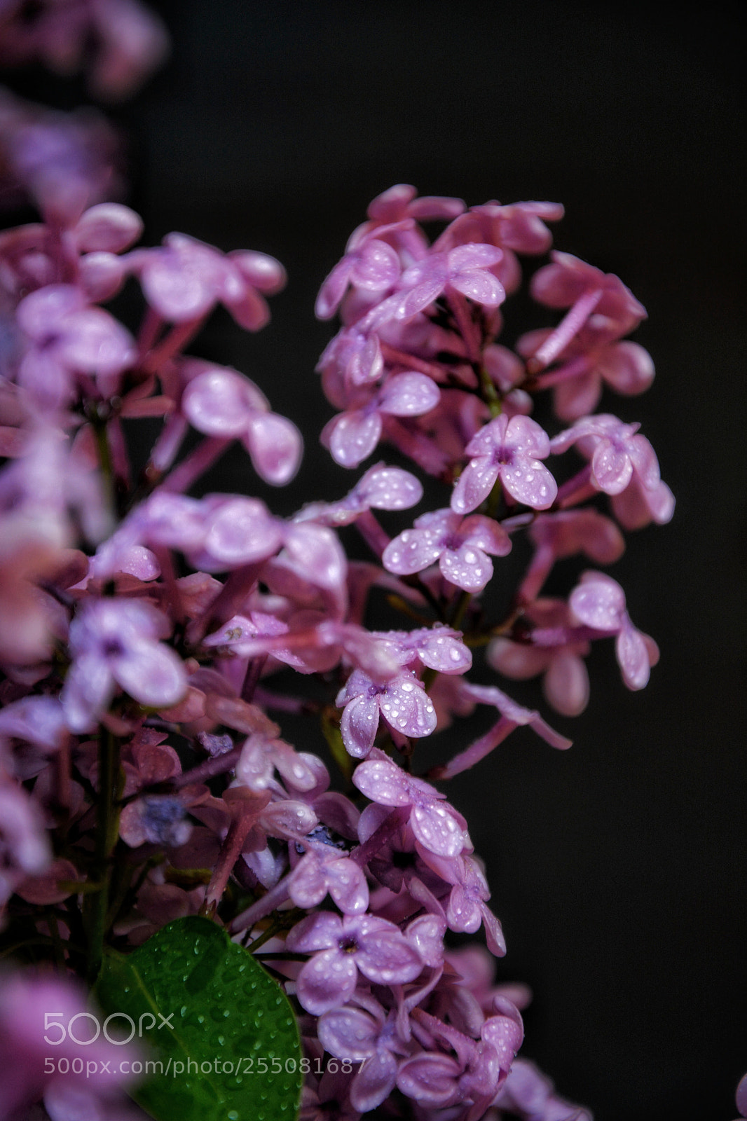 Nikon D7100 sample photo. Leylak (lilac) photography