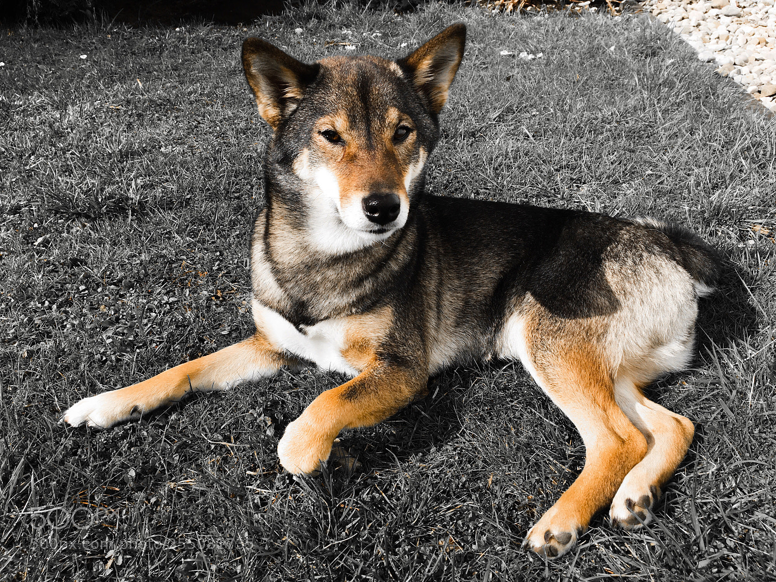 Apple iPhone SE sample photo. Happy shiba in the photography