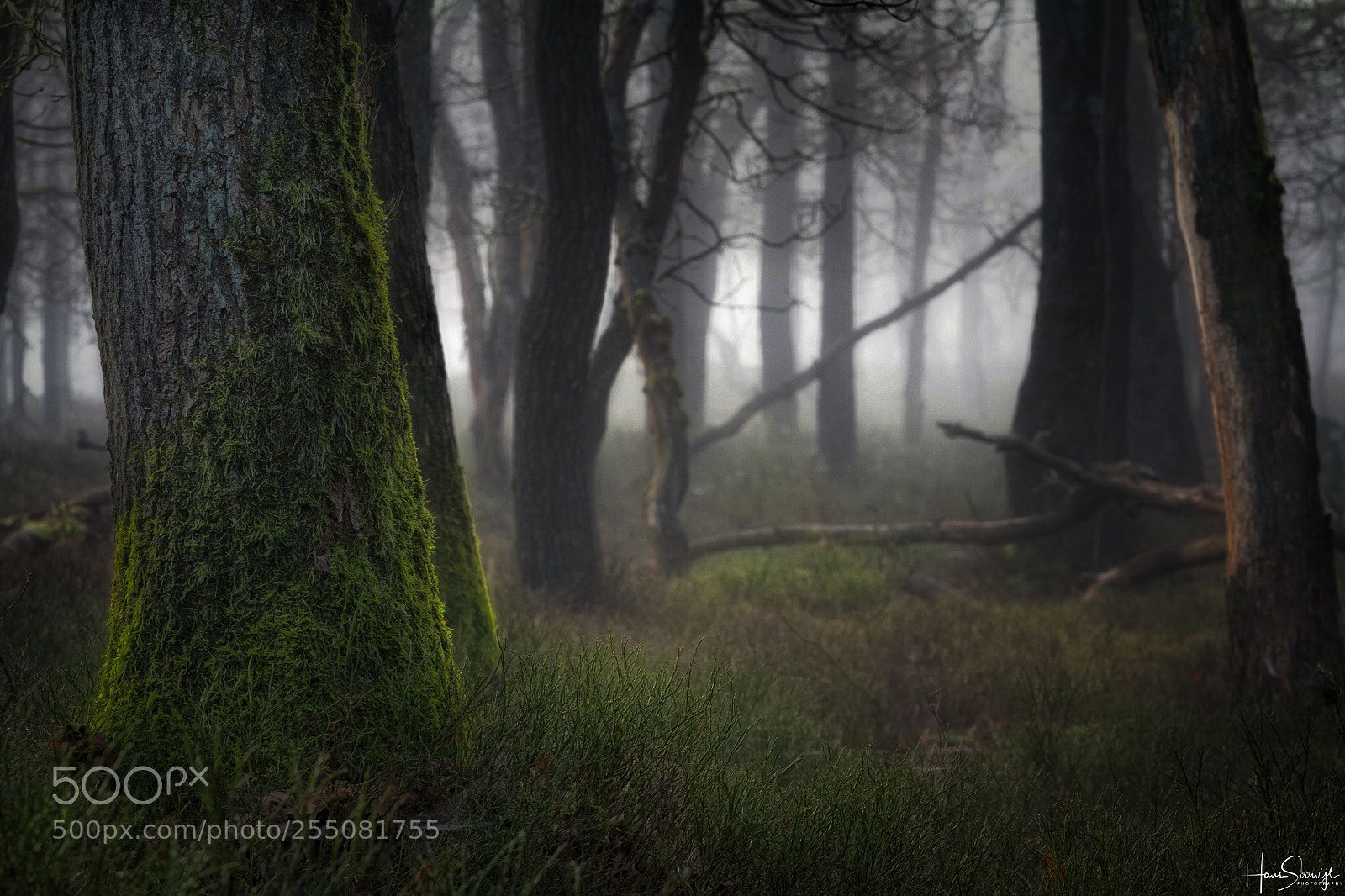 Canon EOS 70D sample photo. Mystical forest photography
